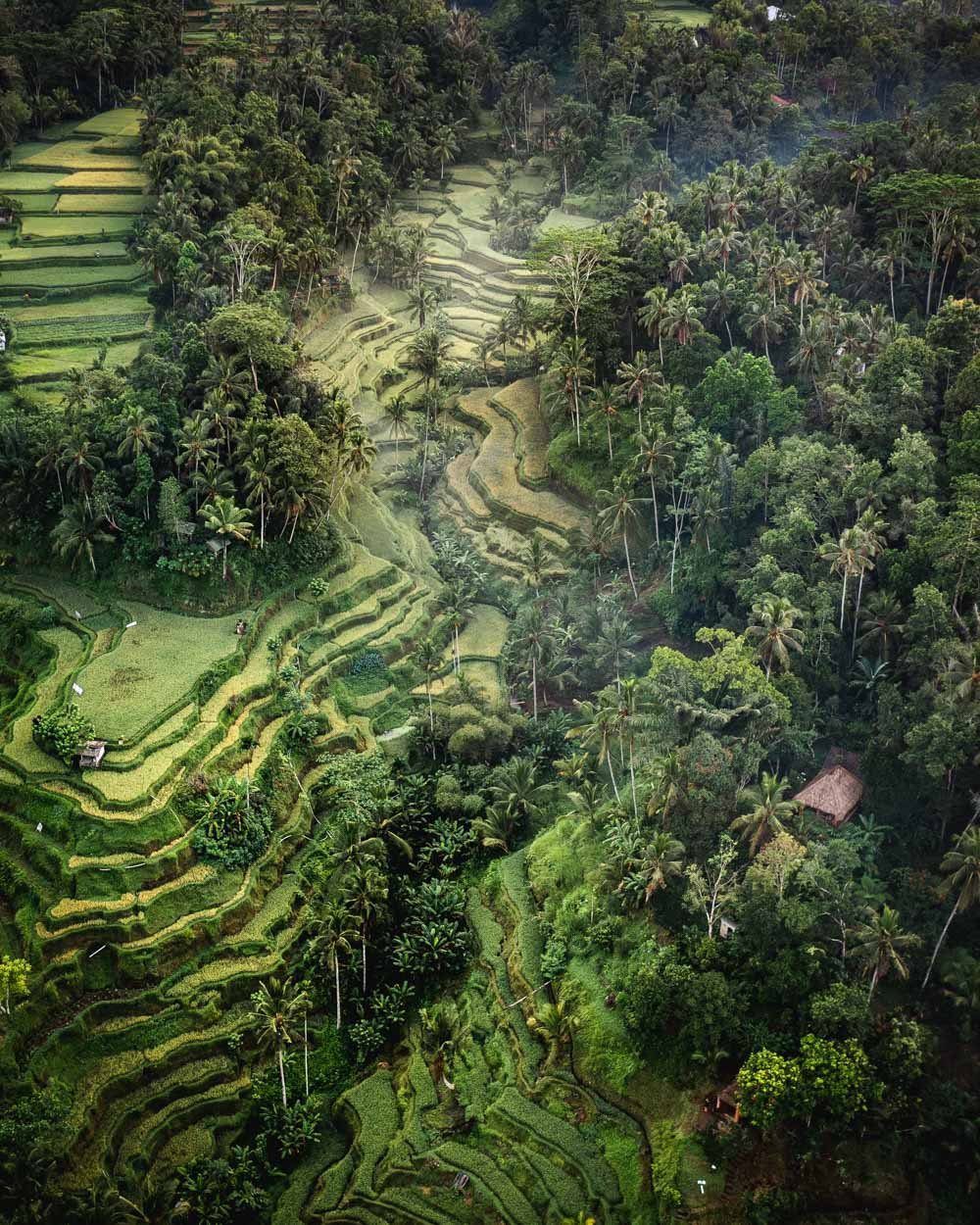 tegalalang+rice+terraces+from+above